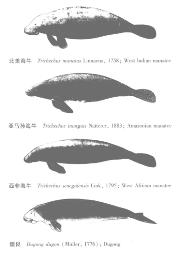 儒艮 - 识典百科